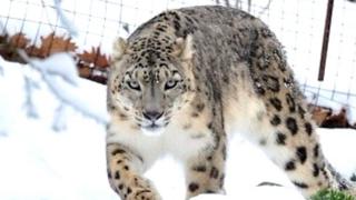 snow leopard