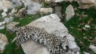 توله پلنگ ایرانی