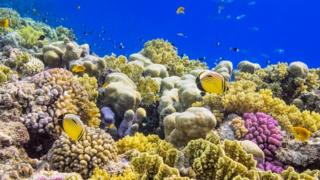Colourful Coral Reef on Red Sea nearby Marsa Alam.
