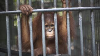Orang utan at rehabilitation centre in Sumatra