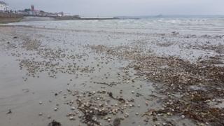 Sea potatoes