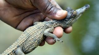 image of baby crocodile in hand