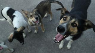 Köpekler