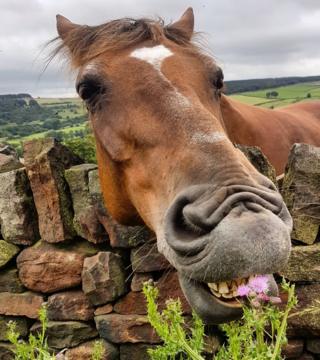 A horse eating a plant