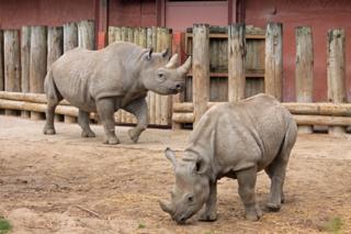 two-rhinos-in-a-zoo