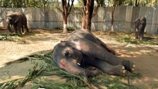 Elephant taking a nap