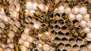 wasps in their nest
