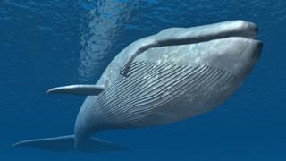 Una ballena azul