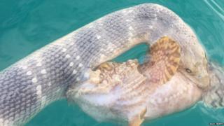 Darwin spearfisherman Rick Trippe holds an elegant sea snake in Darwin Harbour