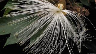 Inga tree flower (Image courtesy Toby Pennington)