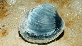 Ocean quahog