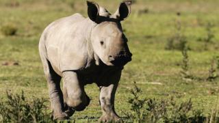 A baby rhino running