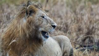 Lion