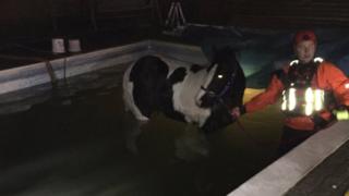 Horse in pool with fire fighter