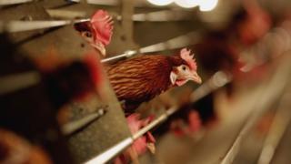 File photo of battery hens sitting in a chicken shed on February 6, 2007 in Suffolk