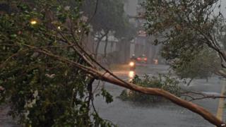 A motorcyclist rides past damaged trees in Taipei. Photo: 8 August 2015