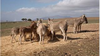 afrique du sud, ânes, trafic