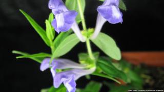 The Chinese skullcap, Scutellaria baicalensi