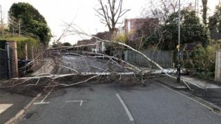 A tree blocks a road after being blown down by strong winds in Wimbledon