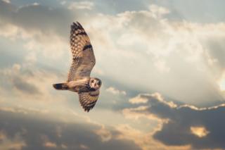 Short-eared owl