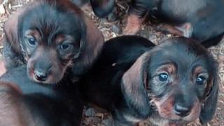 Two puppies in hay