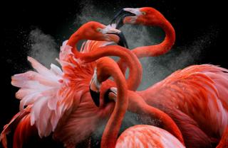 Flamencos