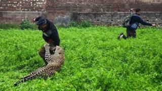 Divlji leopard u nasilnom susretu sa lokalnim meštanima