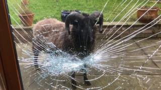 Ram and smashed windows