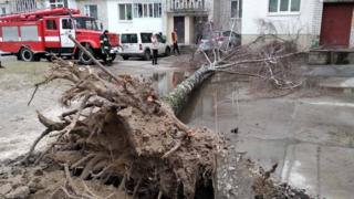 Повалене дерево