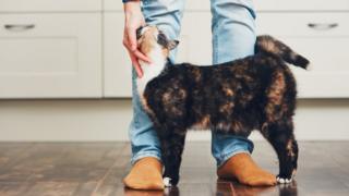 ciencia animales gatos