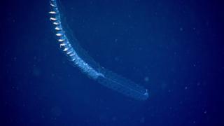 physonect siphonophore