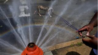 A dog cools off under a spraying fire hydrant