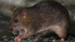 A brown rat eats a piece of food