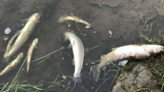 Загрязнение рыбы