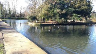 Grove Lake, Tiptree