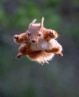 flying squirrel in nairn