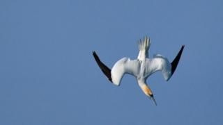 Gannet diving for fish
