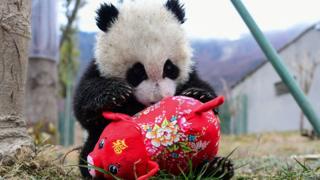 panda i prase