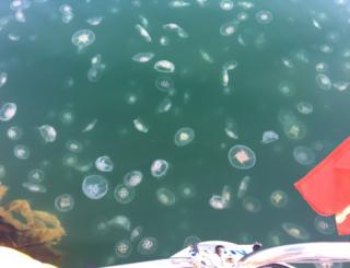 Jellyfish