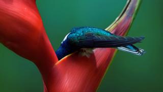 beija-flor-azul-de-rabo-branco