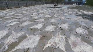 fatunan jakuna shanye a mayankar