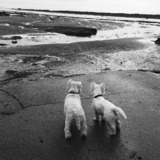 Two terrier dogs looking out over a bay