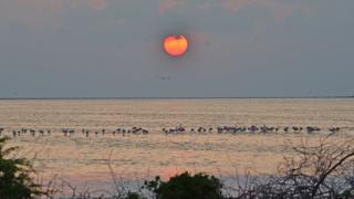 தனுஸ்கோடி வரும் பிளமிங்கோ.
