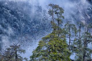 Flock of grandala birds.