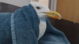A seagull snuggled into a blue towel