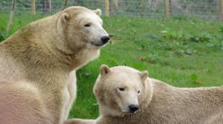 Flocke and Tala the polar bears