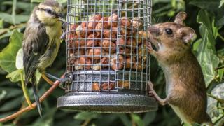 Bird and mouse at bird feeder
