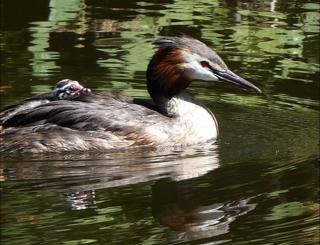 An adult and baby grebe