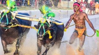 श्रीनिवास गौडा, उसेन बोल्ट, शर्यत,