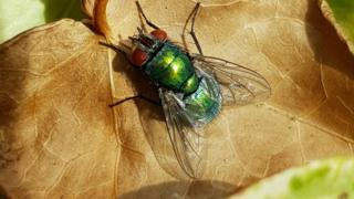 colourful fly